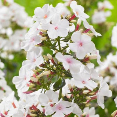 Van Zyverden Popeye Tall Phlox Paniculata Plant Mix, 5 Roots