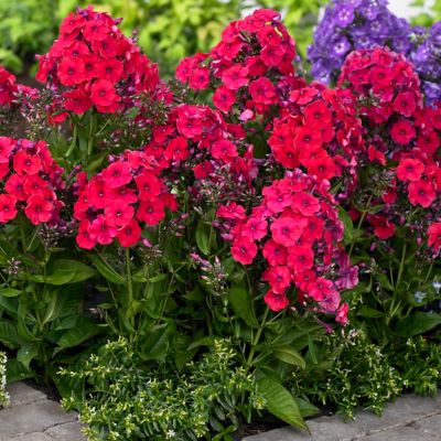 Van Zyverden Red Riding Hood Tall Phlox Plant Mix, 5 Roots