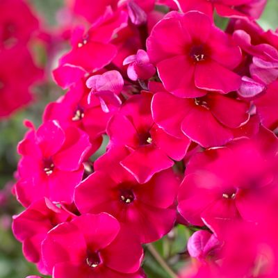 Image showing  Red Riding Hood Tall Phlox Plant Mix, 5 Roots