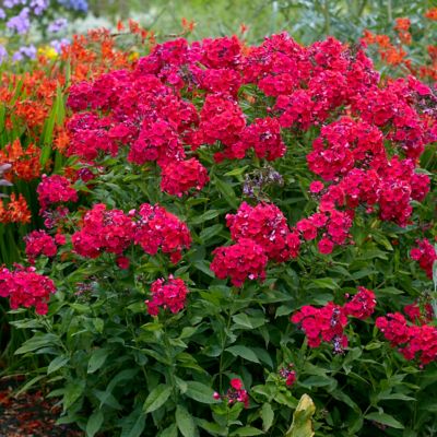Image showing  Red Riding Hood Tall Phlox Plant Mix, 5 Roots