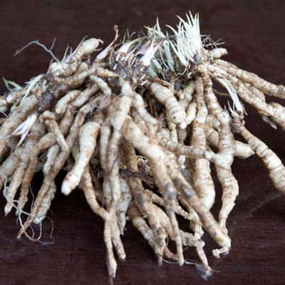 Image showing  Red Riding Hood Tall Phlox Plant Mix, 5 Roots