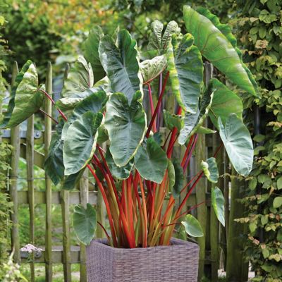 Van Zyverden Hawaiian Punch Elephant Ear Plant Patio Kit with Decorative Rattan Planter and Planting Medium