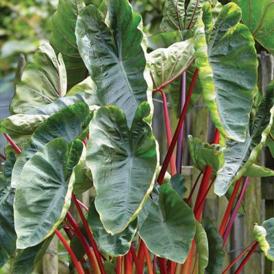 Image showing  Hawaiian Punch Elephant Ear Plant Patio Kit with Decorative Rattan Planter and Planting Medium