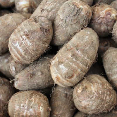 Image showing  Hawaiian Punch Elephant Ear Plant Patio Kit with Decorative Rattan Planter and Planting Medium