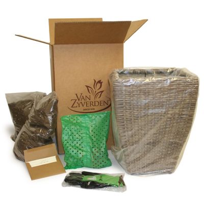 Image showing  Hawaiian Punch Elephant Ear Plant Patio Kit with Decorative Rattan Planter and Planting Medium