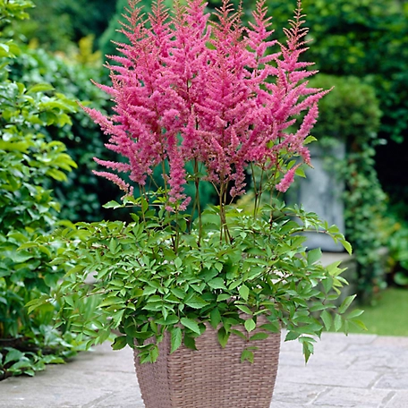 Van Zyverden America Astilbe Patio Plant Kit with Decorative Rattan Planter and Planting Medium, 1 Root