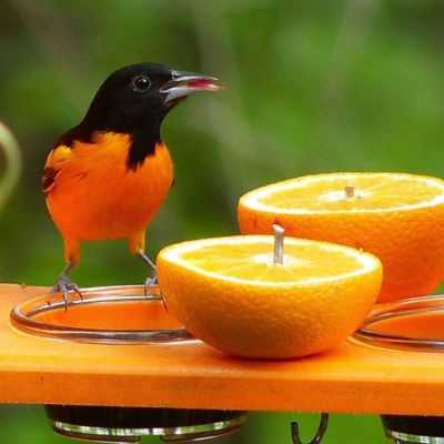 Image showing  2-3 oz. Recycled Oriole Bird Feeder