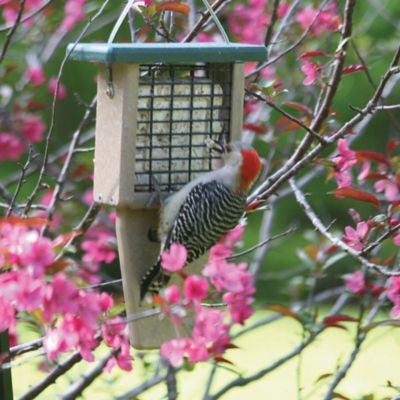 Image showing  1 Cake Capacity Recycled Tail Prop Suet Bird Feeder