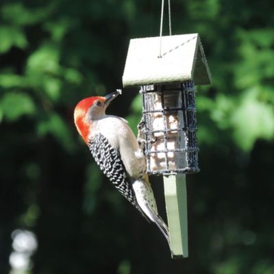 Image showing  1 Suet Cake Recycled Tail Prop Bird Feeder