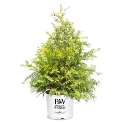 Proven Winners 2 gal. Potted Gold Soft Serve Cypress Shrub