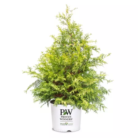 Proven Winners 2 gal Golden cypress shrub in pot Bushes