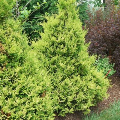 Image showing  2 gal. Potted Gold Soft Serve Cypress Shrub