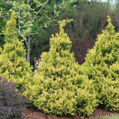 Image showing  2 gal. Potted Gold Soft Serve Cypress Shrub