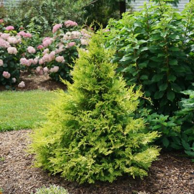 Image showing  2 gal. Potted Gold Soft Serve Cypress Shrub