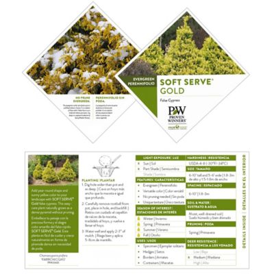 Image showing 5 th Proven Winners 2 gal. Potted Gold Soft Serve Cypress Shrub