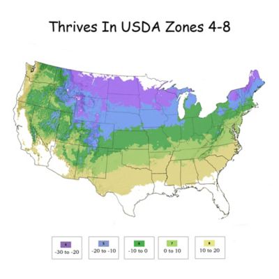 Image showing 6 th Proven Winners 2 gal. Potted Gold Soft Serve Cypress Shrub