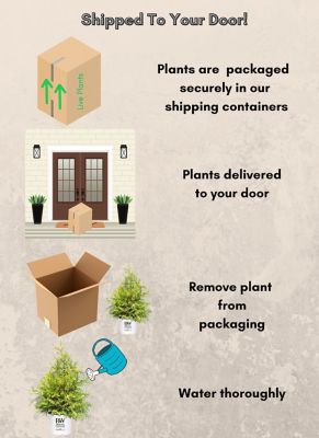 Image showing 7 th Proven Winners 2 gal. Potted Gold Soft Serve Cypress Shrub