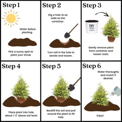 Image showing 8 th Proven Winners 2 gal. Potted Gold Soft Serve Cypress Shrub