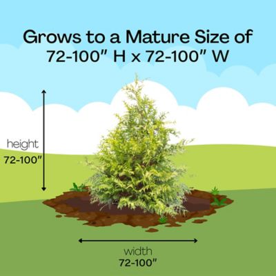 Image showing 9 th Proven Winners 2 gal. Potted Gold Soft Serve Cypress Shrub