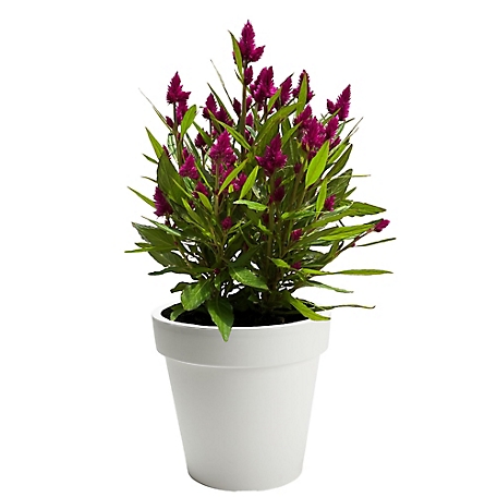 2.6 qt. Celosia Annual Plant