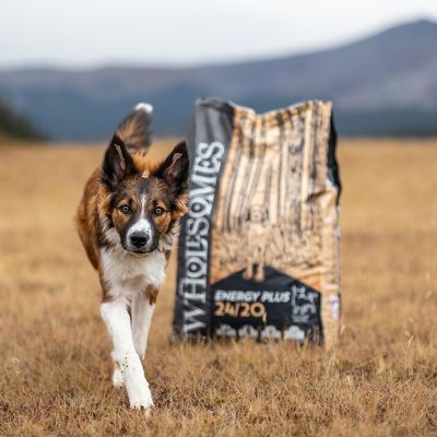 Image showing  Adult Energy Plus 24/20 Beef Recipe Dry Dog Food, 40 lb. Bag