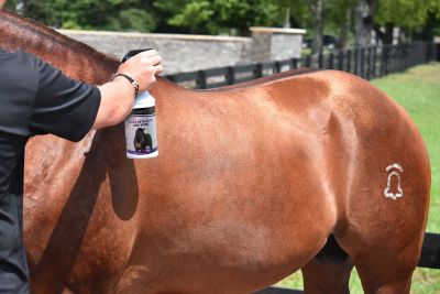 Image showing  Detangler and Shine, 32 oz.