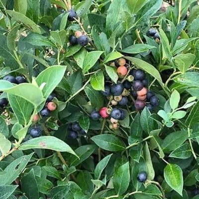 Southern Living 3 gal. Takes the Cake Blueberry Plant