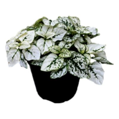 4.5 in. Splash White Live Indoor Houseplant in Grower Pot, 1 pc.