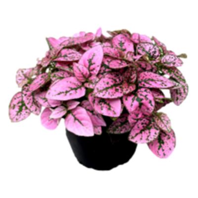 4.5 in. Splash Pink Live Indoor Houseplant in Grower Pot, 1 pc.