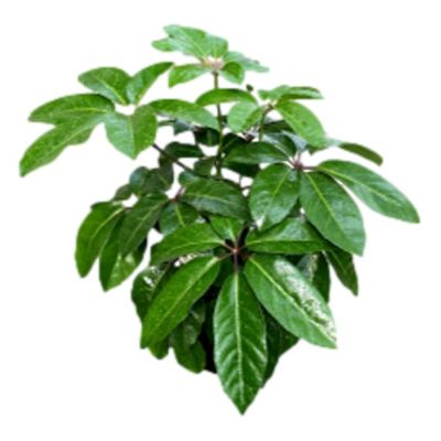 12 in. Schefflera Amate Live Indoor Houseplant in Grower Pot, 1 pc.