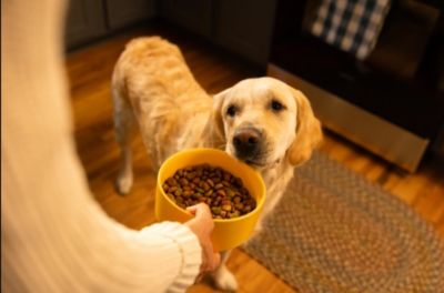 Image showing  Big Dog Adult Roasted Chicken, Rice and Vegetable Recipe Dry Dog Food, 40 lb. Bag