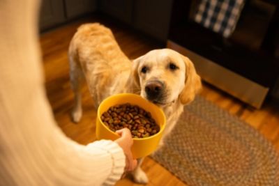 Image showing  Small Breed Adult Complete Nutrition Grilled Steak and Vegetable Recipe Dry Dog Food