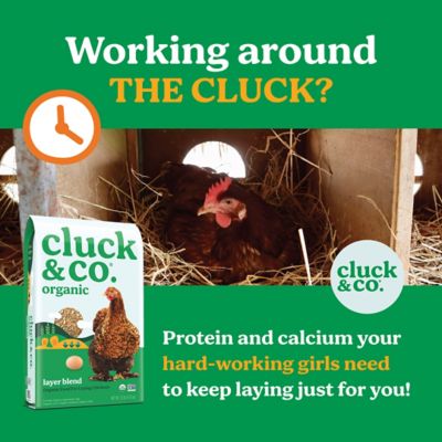 Image showing  Organic Layer Blend Chicken Feed