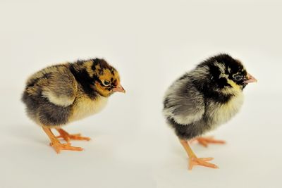 Image showing  Live 5 Gold Laced Wyandottes and 5 Silver Laced Wyandottes Chickens, 10 ct. Baby Chicks
