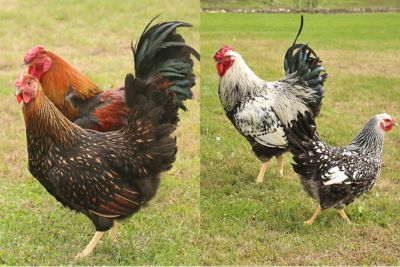 Hoover's Hatchery Live 5 Gold Laced Wyandottes and 5 Silver Laced Wyandottes Chickens, 10 ct. Baby Chicks