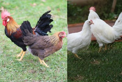 Hoover's Hatchery Live Brown and White Leghorn Chickens, 5 ct. Brown Leghorns/5 ct. White Leghorns