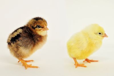 Image showing  Live Brown and White Leghorn Chickens, 5 ct. Brown Leghorns/5 ct. White Leghorns
