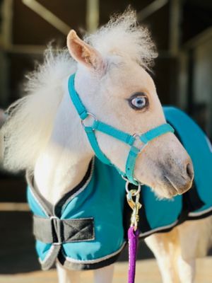 Star Point Horsemanship Miniature Horse Foal Size Teal Halter