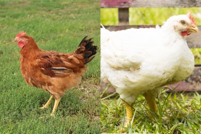 Hoover's Hatchery Live 5 Rudd Rangers and 5 Cornish Cross Broiler Chickens, 10 ct.