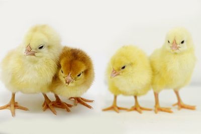 Image showing  Live 5 Rudd Rangers and 5 Cornish Cross Broiler Chickens, 10 ct.