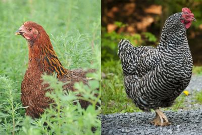 hoover's hatchery live 5 partridge plymouth rock and 5 barred plymouth rock chickens, 10 ct.