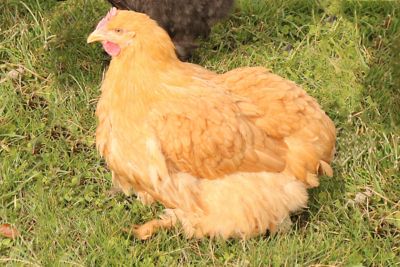 Hoover's Hatchery Live Buff Cochin Chickens, 10 ct. Baby Chicks