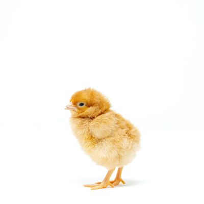 Image showing  Live Hampbars Baby Chicks, 10 ct.