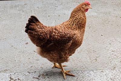 Hoover's Hatchery Live Hampbars Chickens, 10 ct.