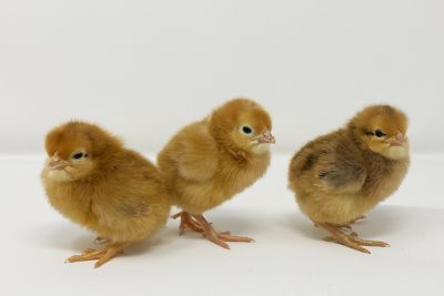 Image showing  Live Hampbars Chickens, 10 ct.
