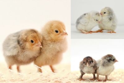 Image showing  Live Assorted Brahma Baby Chicks, 10 ct.