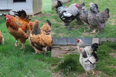 Hoover's Hatchery Live Light Brahma Chickens, 10 ct. at Tractor