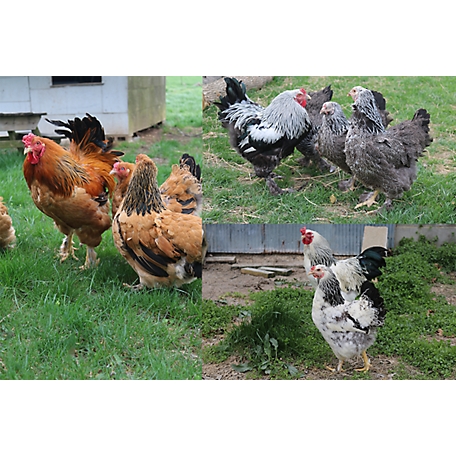 Hoover's Hatchery Live Assorted Brahma Chickens, 10 ct. Baby Chicks