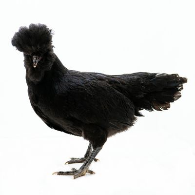 Image showing  Live Crevecoeur Baby Chicks, 10 ct.