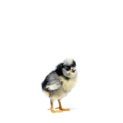 Image showing  Live Crevecoeur Baby Chicks, 10 ct.